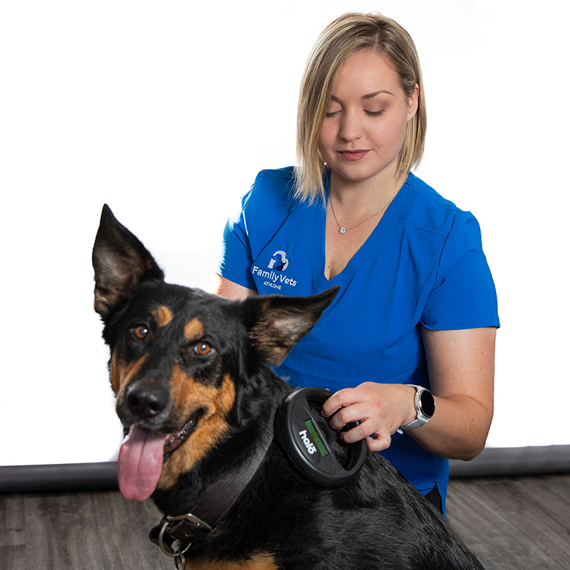 Microchipping Family Vets Athlone